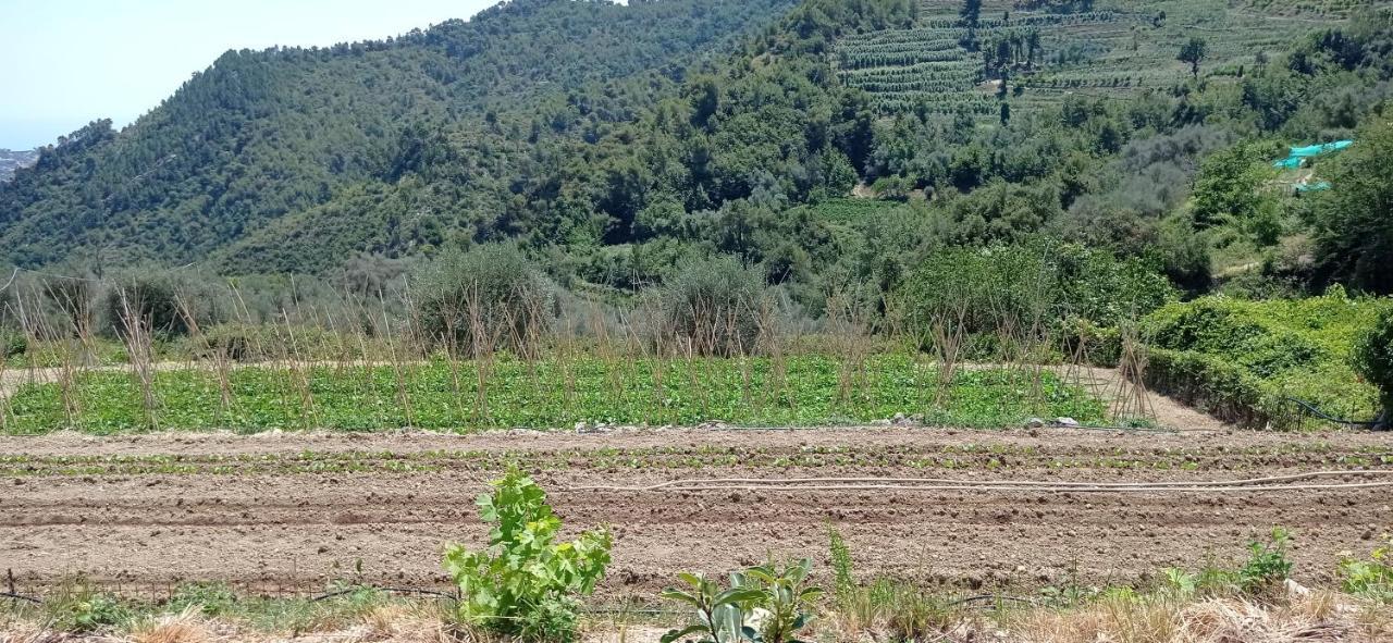 Agriturismo Vecchio Frantoio Villatella Eksteriør billede